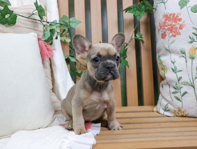 puppy, for, sale, French Bulldog, Nationwide Puppies  , dog, breeder, New York, NY, dog-breeder, puppy-for-sale, forsale, nearby, find, puppyfind, locator, puppylocator, aca