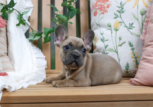 puppy, for, sale, FRENCH BULL DOG, Nationwide Puppies  , dog, breeder, New York, NY, dog-breeder, puppy-for-sale, forsale, nearby, find, puppyfind, locator, puppylocator, aca