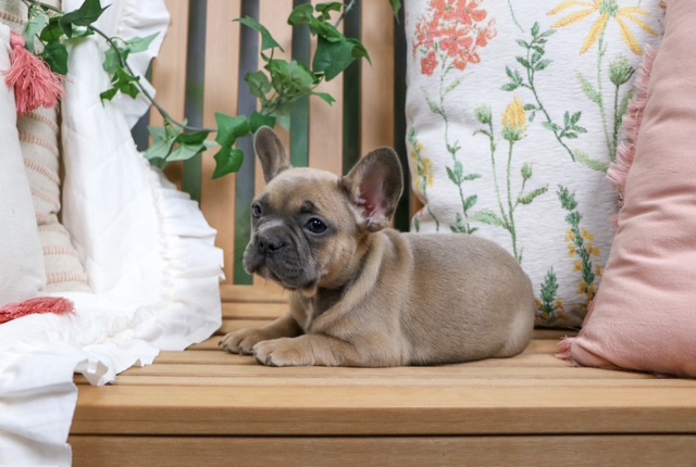 puppy, for, sale, FRENCH BULL DOG, Nationwide Puppies  , dog, breeder, New York, NY, dog-breeder, puppy-for-sale, forsale, nearby, find, puppyfind, locator, puppylocator, aca