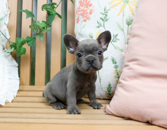 puppy, for, sale, FRENCH BULL DOG, Nationwide Puppies  , dog, breeder, New York, NY, dog-breeder, puppy-for-sale, forsale, nearby, find, puppyfind, locator, puppylocator, aca