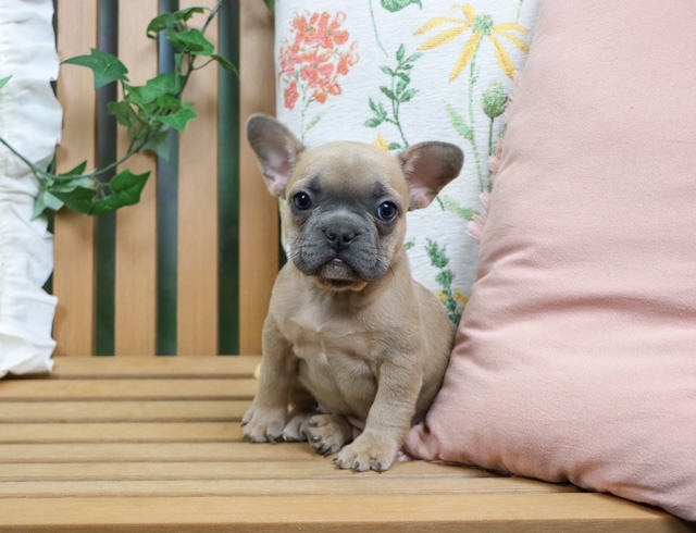 puppy, for, sale, French Bulldog, Nationwide Puppies  , dog, breeder, New York, NY, dog-breeder, puppy-for-sale, forsale, nearby, find, puppyfind, locator, puppylocator, aca