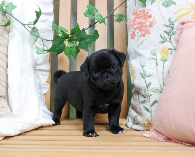 puppy, for, sale, Pug, Nationwide Puppies  , dog, breeder, New York, NY, dog-breeder, puppy-for-sale, forsale, nearby, find, puppyfind, locator, puppylocator, aca