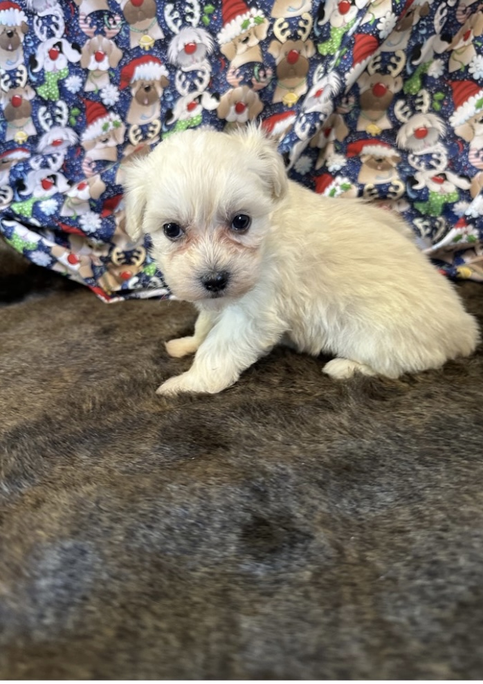 puppy, for, sale, Malti - Poo, Nationwide Puppies  , dog, breeder, New York, NY, dog-breeder, puppy-for-sale, forsale, nearby, find, puppyfind, locator, puppylocator, aca