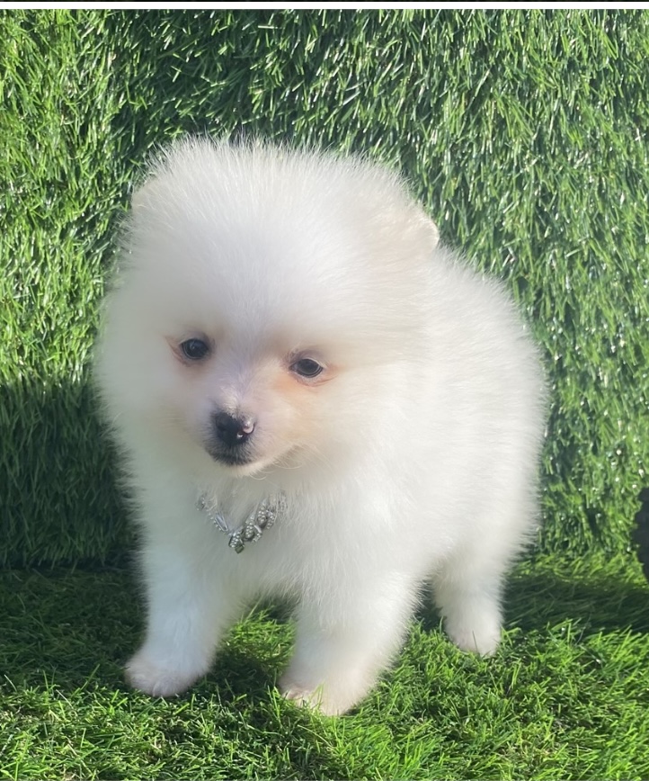 puppy, for, sale, Pomeranian, Nationwide Puppies  , dog, breeder, New York, NY, dog-breeder, puppy-for-sale, forsale, nearby, find, puppyfind, locator, puppylocator, aca