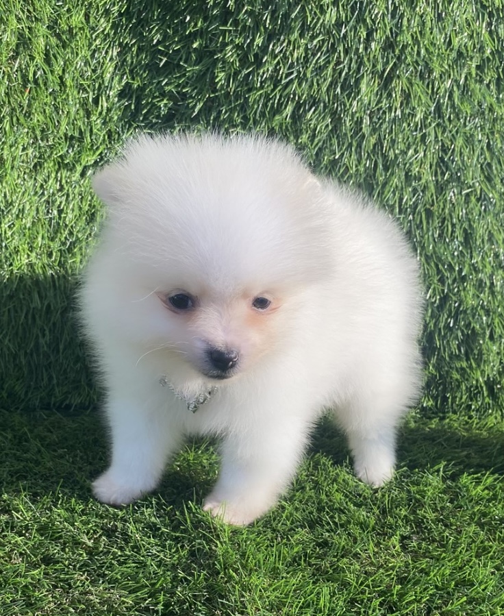 puppy, for, sale, Pomeranian, Nationwide Puppies  , dog, breeder, New York, NY, dog-breeder, puppy-for-sale, forsale, nearby, find, puppyfind, locator, puppylocator, aca