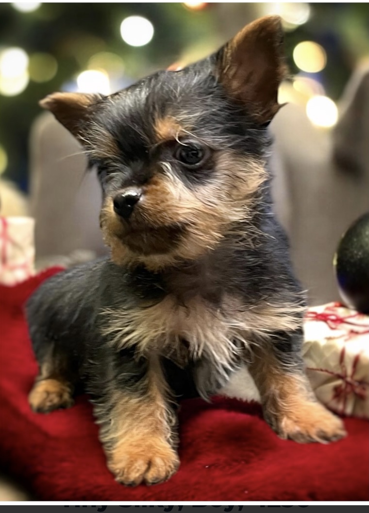 puppy, for, sale, Silky Terrier, Nationwide Puppies  , dog, breeder, New York, NY, dog-breeder, puppy-for-sale, forsale, nearby, find, puppyfind, locator, puppylocator, aca