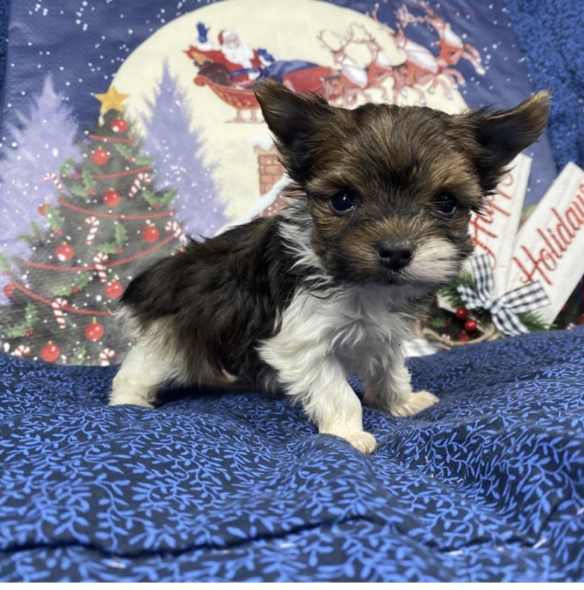 puppy, for, sale, Parti Yorkie, Nationwide Puppies  , dog, breeder, New York, NY, dog-breeder, puppy-for-sale, forsale, nearby, find, puppyfind, locator, puppylocator, aca