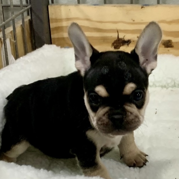 puppy, for, sale, French Bulldog , Nationwide Puppies  , dog, breeder, New York, NY, dog-breeder, puppy-for-sale, forsale, nearby, find, puppyfind, locator, puppylocator, aca