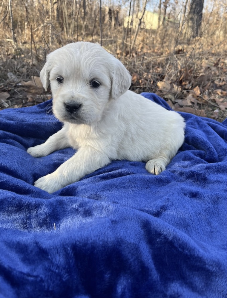 puppy, for, sale, Golden Retreiver, Nationwide Puppies  , dog, breeder, New York, NY, dog-breeder, puppy-for-sale, forsale, nearby, find, puppyfind, locator, puppylocator, aca