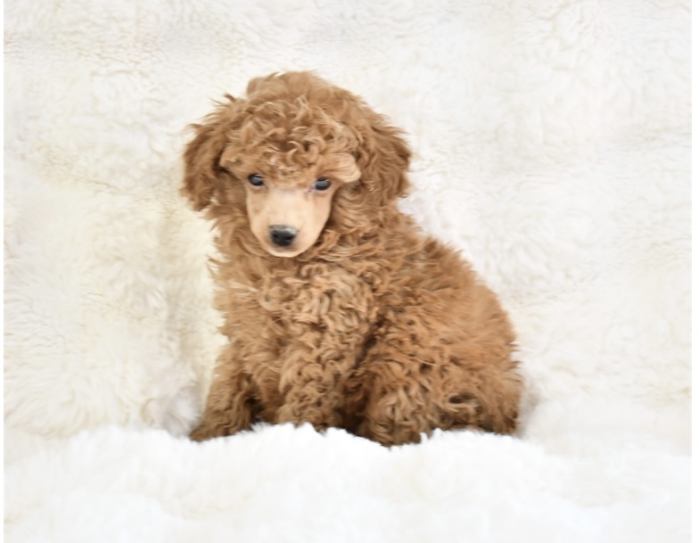 puppy, for, sale, Toy Poodle, Nationwide Puppies  , dog, breeder, New York, NY, dog-breeder, puppy-for-sale, forsale, nearby, find, puppyfind, locator, puppylocator, aca