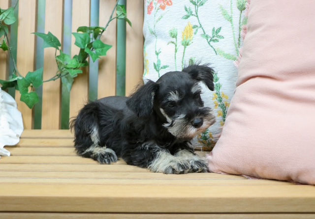 puppy, for, sale, Mini Schnauzer, Nationwide Puppies  , dog, breeder, New York, NY, dog-breeder, puppy-for-sale, forsale, nearby, find, puppyfind, locator, puppylocator, aca