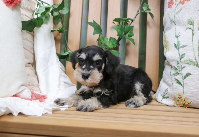 puppy, for, sale, Mini Schnauzer, Nationwide Puppies  , dog, breeder, New York, NY, dog-breeder, puppy-for-sale, forsale, nearby, find, puppyfind, locator, puppylocator, aca