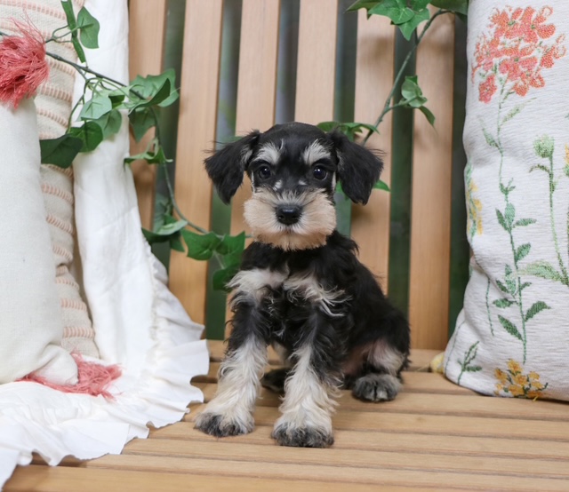 puppy, for, sale, Mini Schnauzer, Nationwide Puppies  , dog, breeder, New York, NY, dog-breeder, puppy-for-sale, forsale, nearby, find, puppyfind, locator, puppylocator, aca