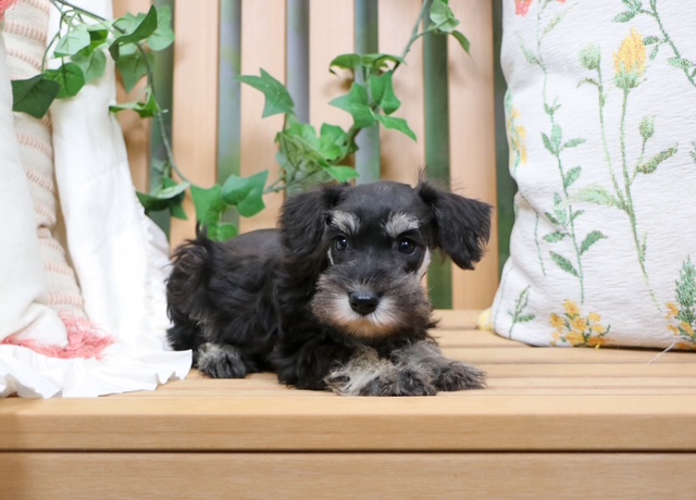 puppy, for, sale, Mini Schnauzer, Nationwide Puppies  , dog, breeder, New York, NY, dog-breeder, puppy-for-sale, forsale, nearby, find, puppyfind, locator, puppylocator, aca