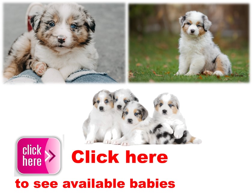 Aussie Doodle, puppy, puppies, kennels, breeder, breeders, puppies for sale, for, sale, adoption, sh