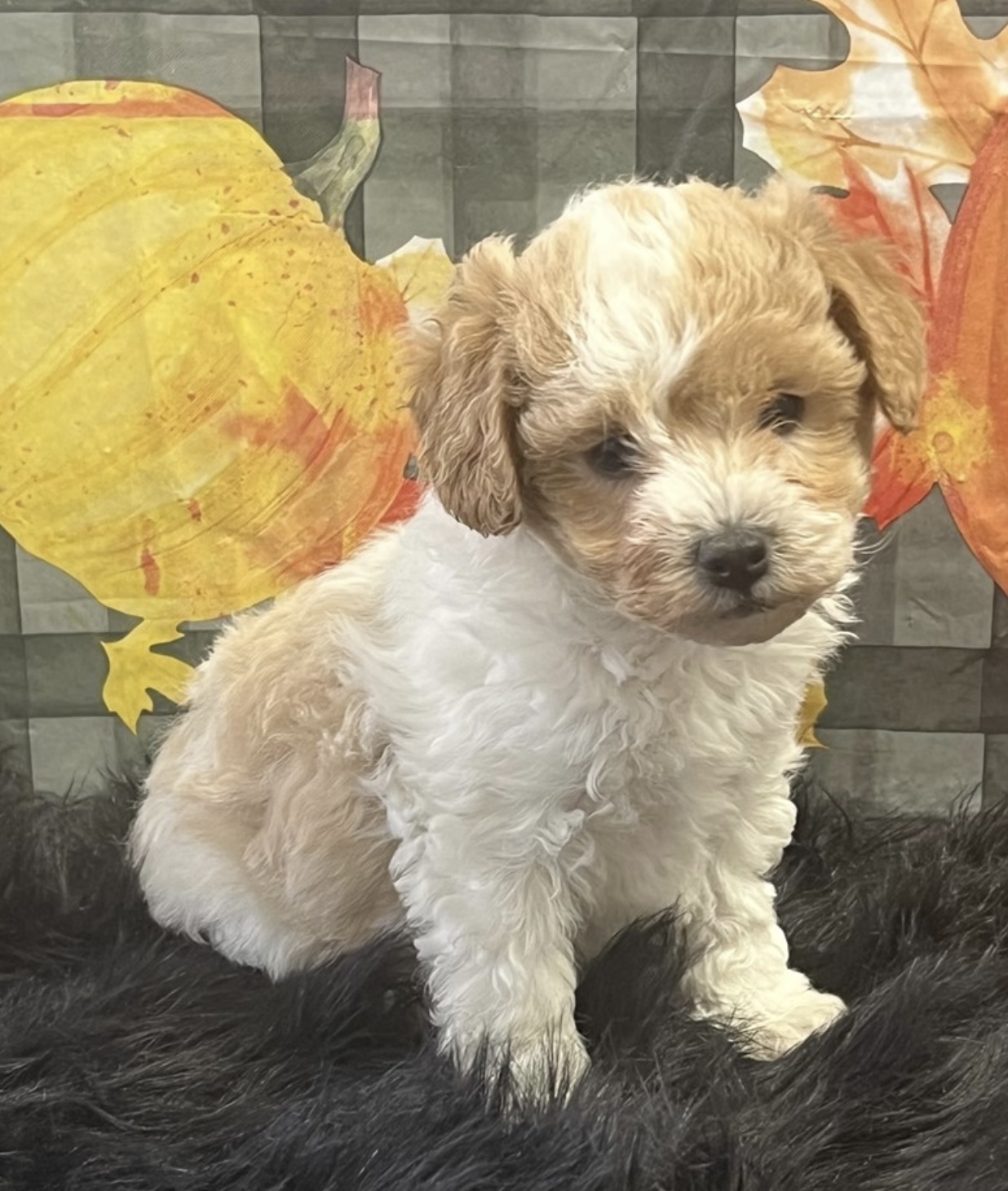 puppy, for, sale, Mini Poodle, Nationwide Puppies  , dog, breeder, New York, NY, dog-breeder, puppy-for-sale, forsale, nearby, find, puppyfind, locator, puppylocator, aca