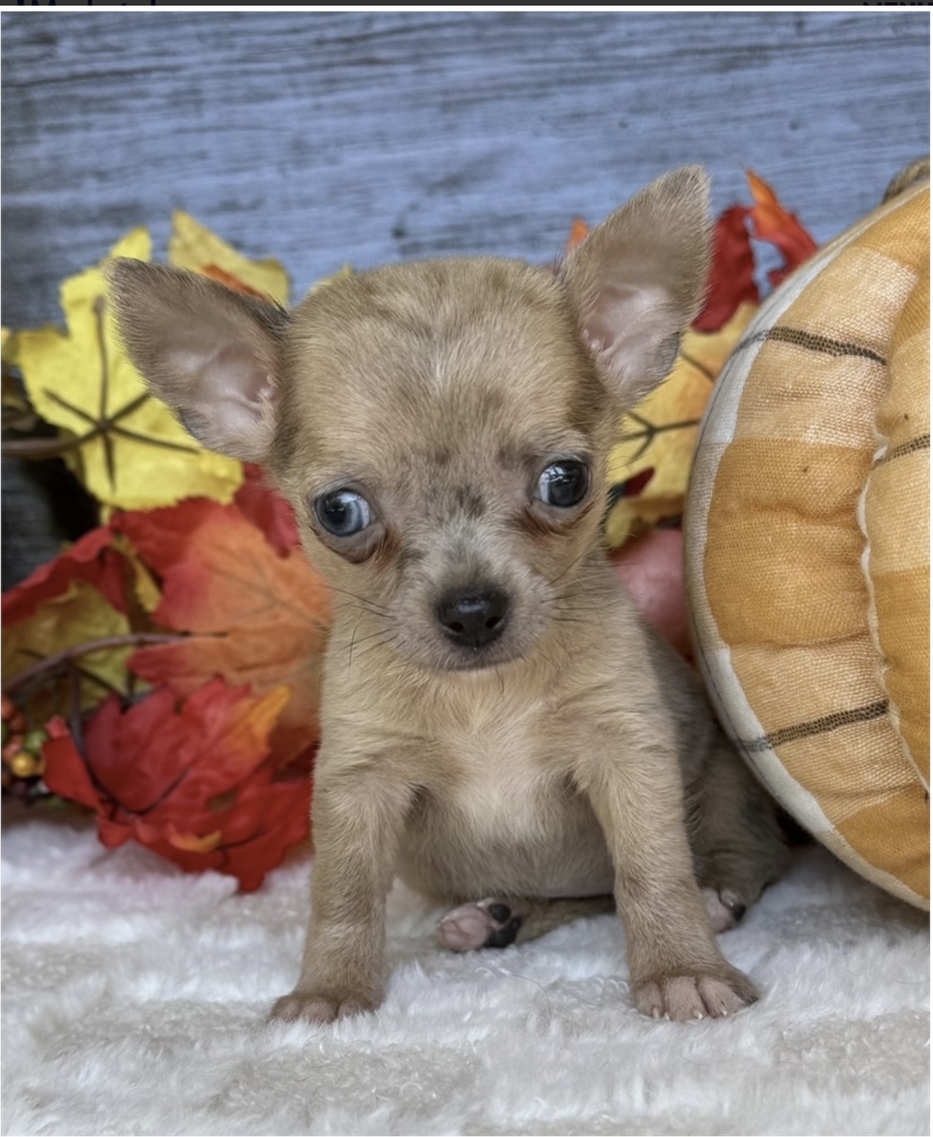 puppy, for, sale, Chihauhau, Nationwide Puppies  , dog, breeder, New York, NY, dog-breeder, puppy-for-sale, forsale, nearby, find, puppyfind, locator, puppylocator, aca