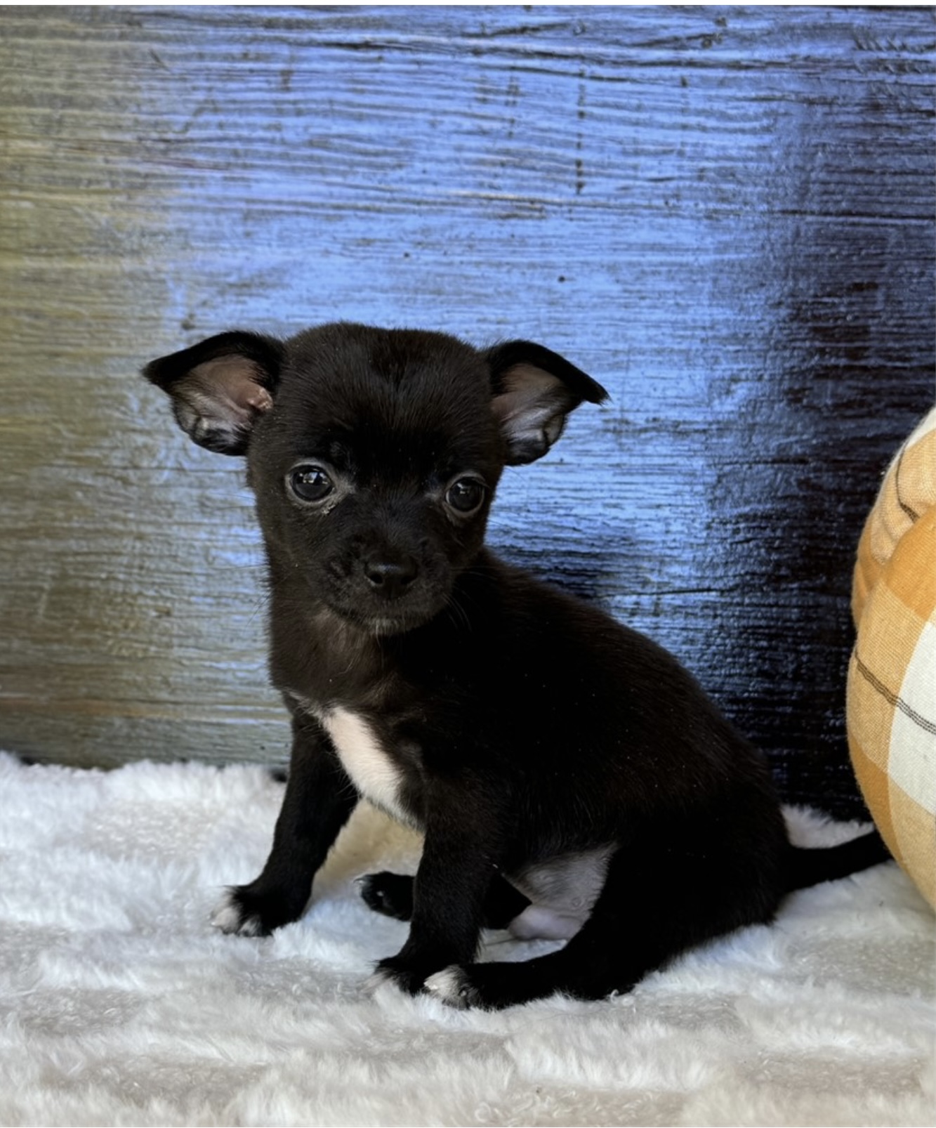 puppy, for, sale, Chihauhau, Nationwide Puppies  , dog, breeder, New York, NY, dog-breeder, puppy-for-sale, forsale, nearby, find, puppyfind, locator, puppylocator, aca