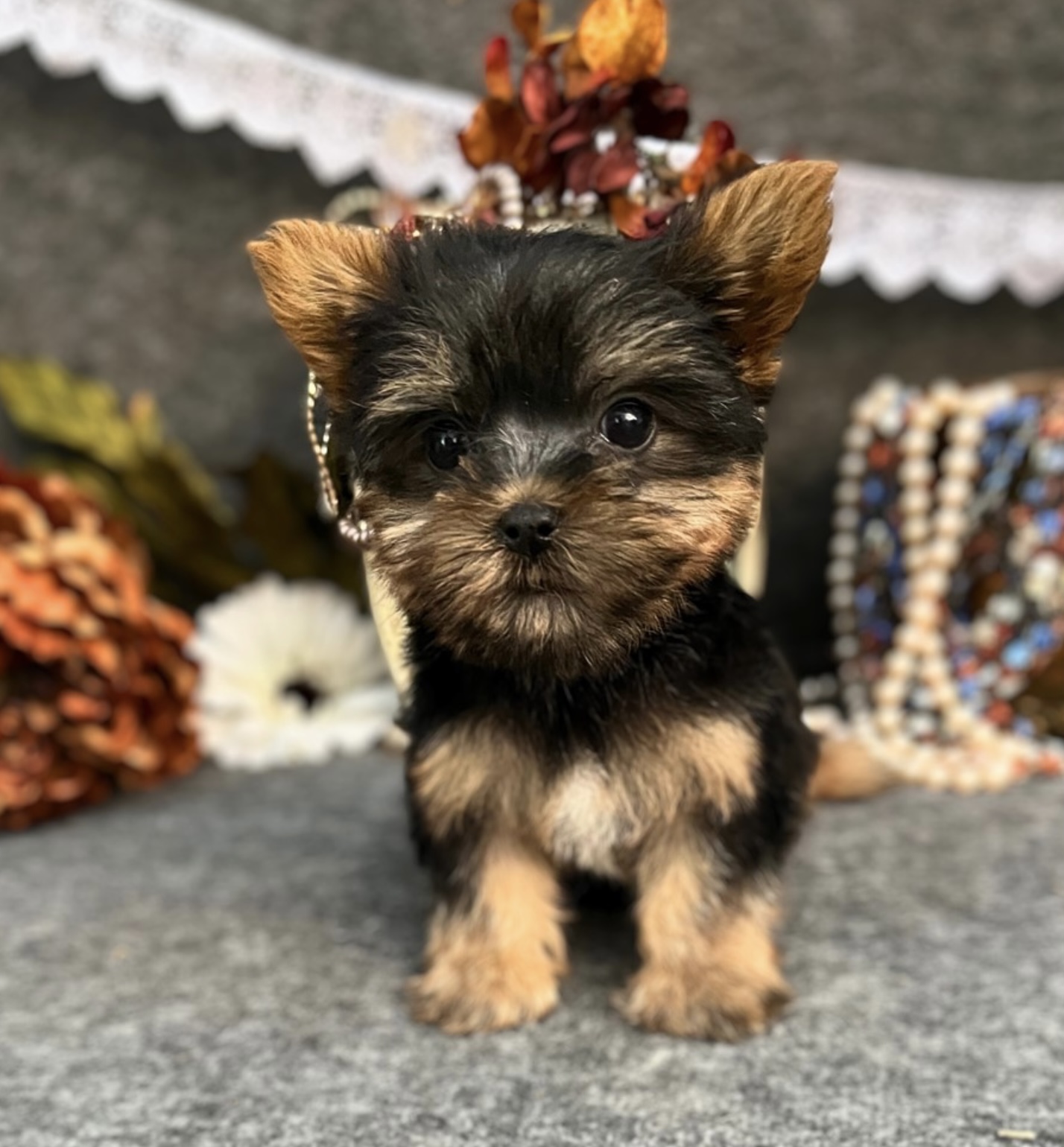 puppy, for, sale, Yorkshire Terrier , Nationwide Puppies  , dog, breeder, New York, NY, dog-breeder, puppy-for-sale, forsale, nearby, find, puppyfind, locator, puppylocator, aca