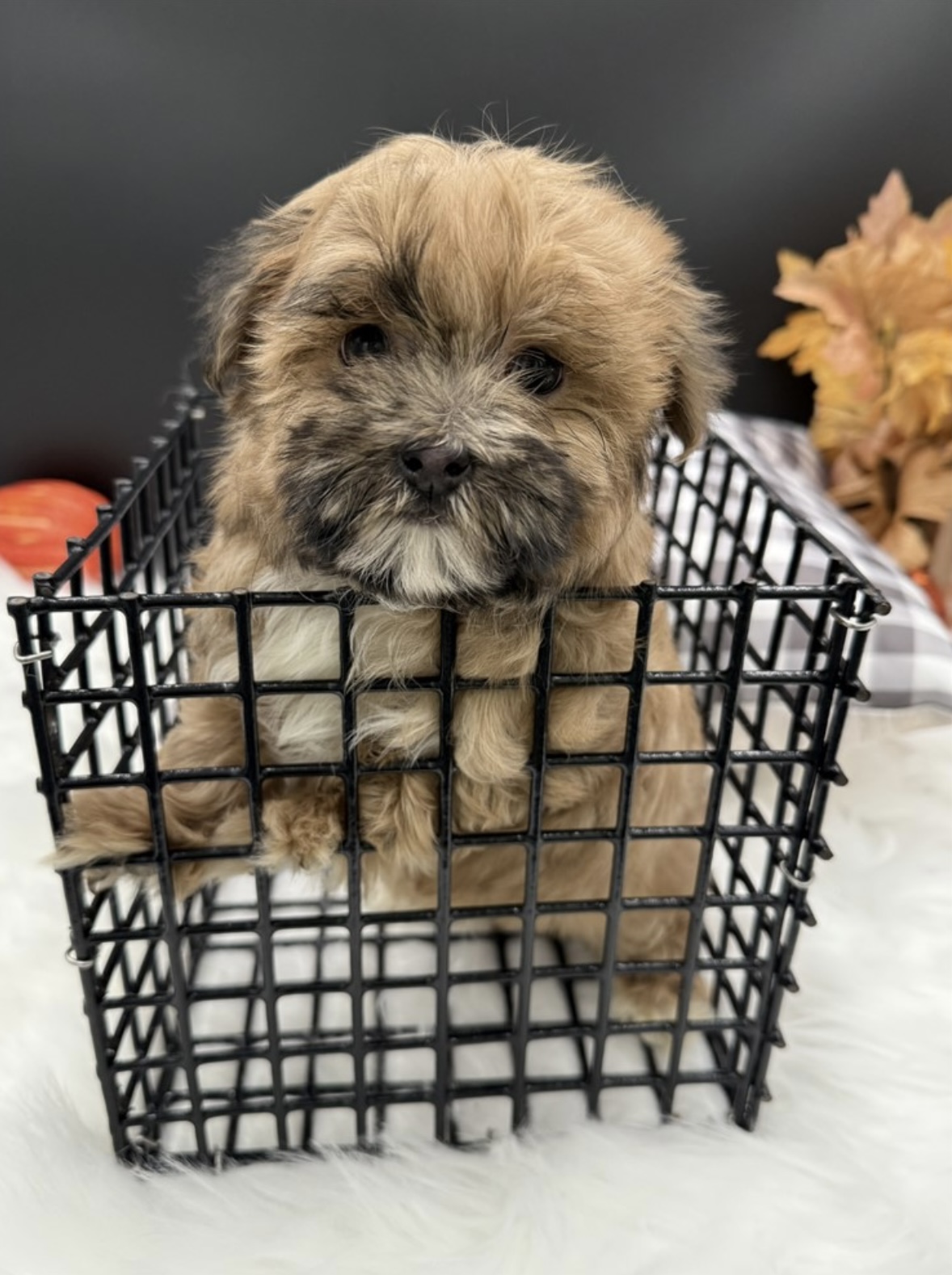 puppy, for, sale, Malti - Poo, Nationwide Puppies  , dog, breeder, New York, NY, dog-breeder, puppy-for-sale, forsale, nearby, find, puppyfind, locator, puppylocator, aca