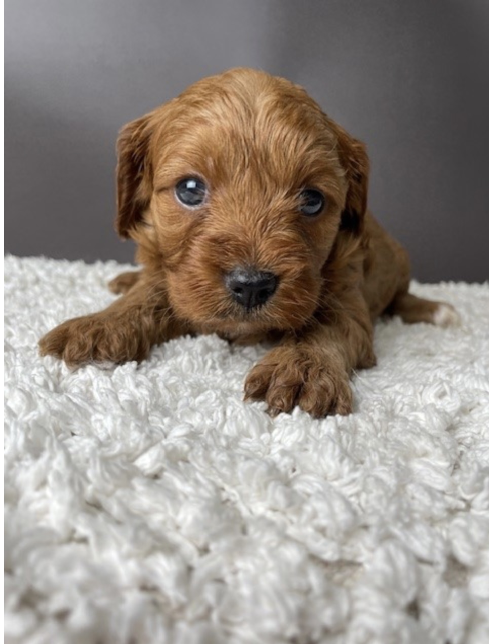 puppy, for, sale, Cav A Poo, Nationwide Puppies  , dog, breeder, New York, NY, dog-breeder, puppy-for-sale, forsale, nearby, find, puppyfind, locator, puppylocator, aca