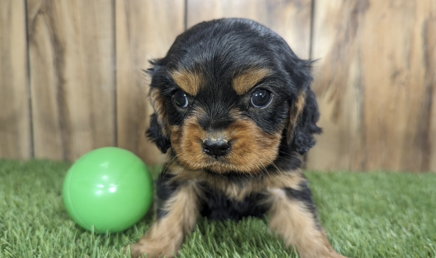 puppy, for, sale, Cavalier King Charles, Nationwide Puppies  , dog, breeder, New York, NY, dog-breeder, puppy-for-sale, forsale, nearby, find, puppyfind, locator, puppylocator, aca