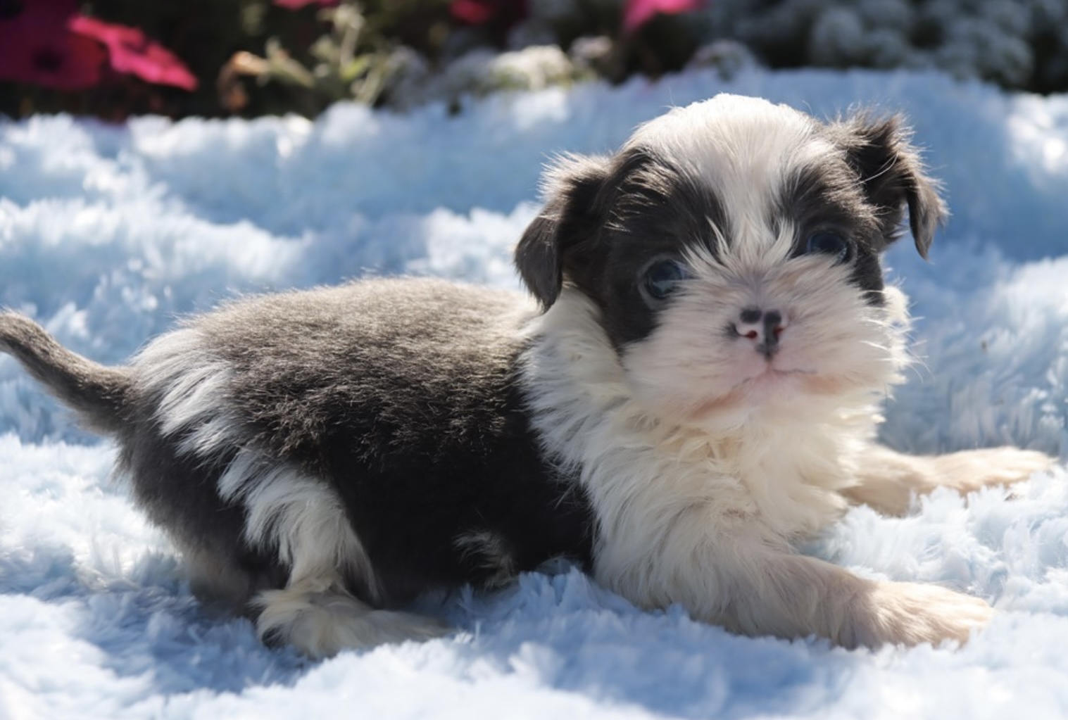 puppy, for, sale, Shih - Tzu, Nationwide Puppies  , dog, breeder, New York, NY, dog-breeder, puppy-for-sale, forsale, nearby, find, puppyfind, locator, puppylocator, aca