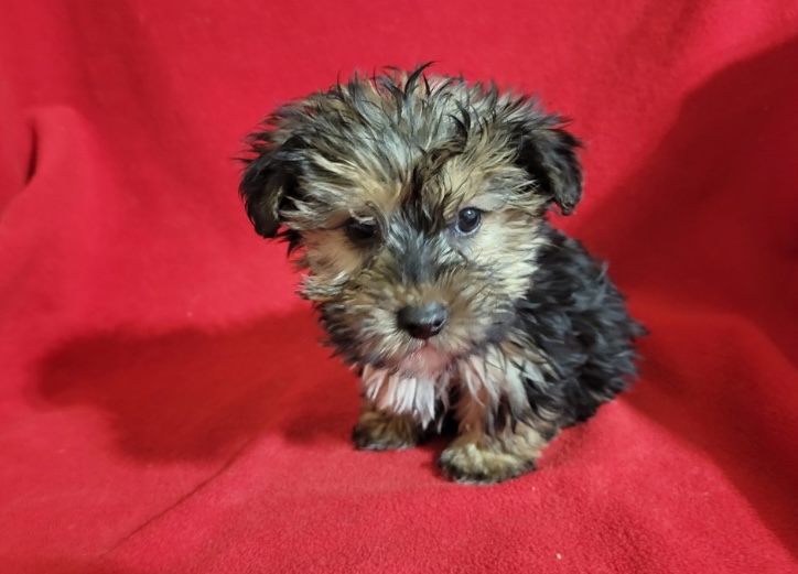 puppy, for, sale, Yorki-Coton, Nationwide Puppies  , dog, breeder, New York, NY, dog-breeder, puppy-for-sale, forsale, nearby, find, puppyfind, locator, puppylocator, aca