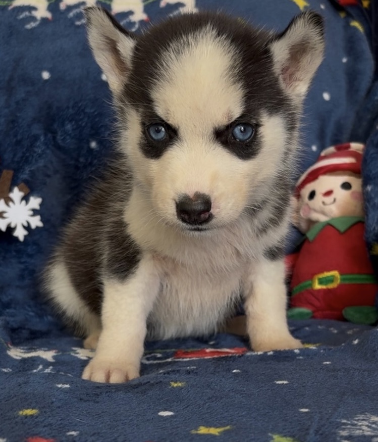 puppy, for, sale, Siberian Husky , Nationwide Puppies  , dog, breeder, New York, NY, dog-breeder, puppy-for-sale, forsale, nearby, find, puppyfind, locator, puppylocator, aca