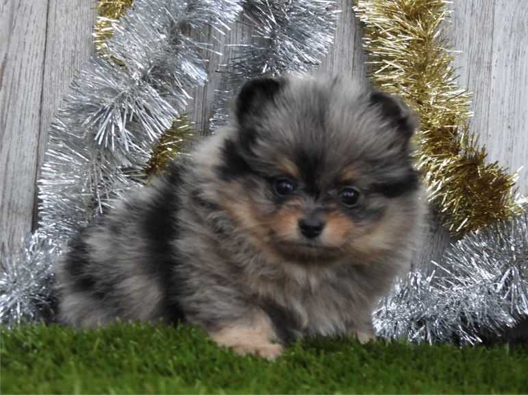 puppy, for, sale, Pomeranian, Nationwide Puppies  , dog, breeder, New York, NY, dog-breeder, puppy-for-sale, forsale, nearby, find, puppyfind, locator, puppylocator, aca