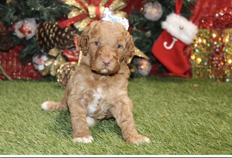 puppy, for, sale, Standard Poodle, Nationwide Puppies  , dog, breeder, New York, NY, dog-breeder, puppy-for-sale, forsale, nearby, find, puppyfind, locator, puppylocator, aca