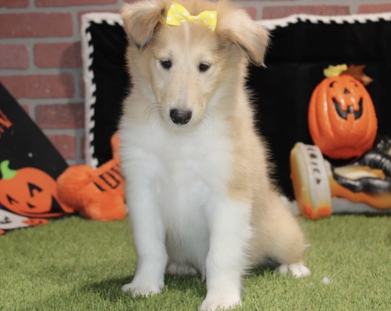 puppy, for, sale, Collie, Nationwide Puppies  , dog, breeder, New York, NY, dog-breeder, puppy-for-sale, forsale, nearby, find, puppyfind, locator, puppylocator, aca