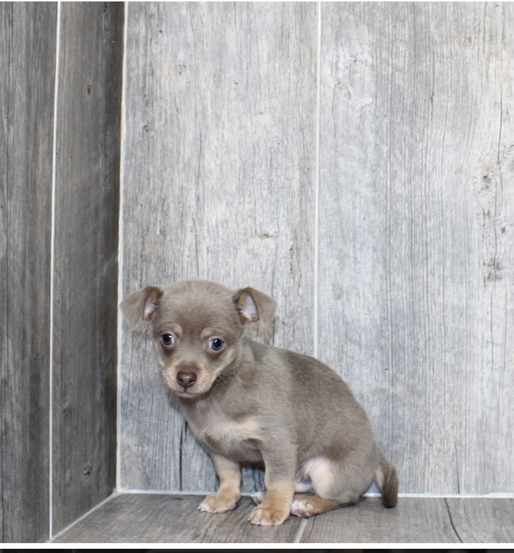 puppy, for, sale, Chihuahua , Nationwide Puppies  , dog, breeder, New York, NY, dog-breeder, puppy-for-sale, forsale, nearby, find, puppyfind, locator, puppylocator, aca