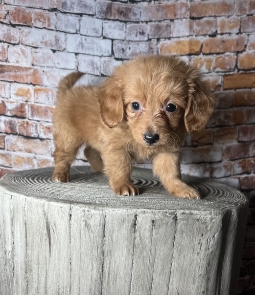 puppy, for, sale, Mini Golden Doodle F1B, Nationwide Puppies  , dog, breeder, New York, NY, dog-breeder, puppy-for-sale, forsale, nearby, find, puppyfind, locator, puppylocator, aca