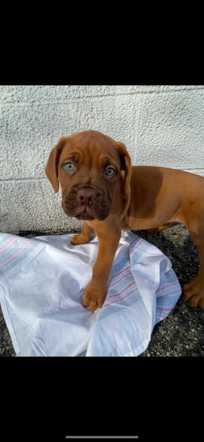 puppy, for, sale, Dogue De Bordeaux, Nationwide Puppies  , dog, breeder, New York, NY, dog-breeder, puppy-for-sale, forsale, nearby, find, puppyfind, locator, puppylocator, aca