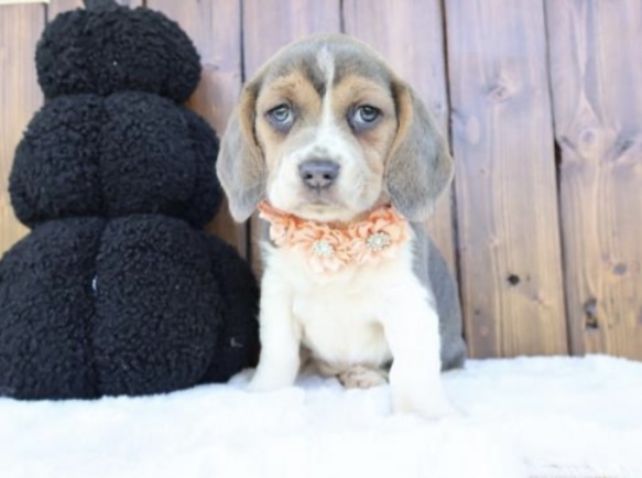 puppy, for, sale, Beagle, Nationwide Puppies  , dog, breeder, New York, NY, dog-breeder, puppy-for-sale, forsale, nearby, find, puppyfind, locator, puppylocator, aca