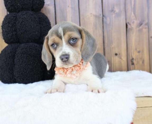 puppy, for, sale, Beagle, Nationwide Puppies  , dog, breeder, New York, NY, dog-breeder, puppy-for-sale, forsale, nearby, find, puppyfind, locator, puppylocator, aca