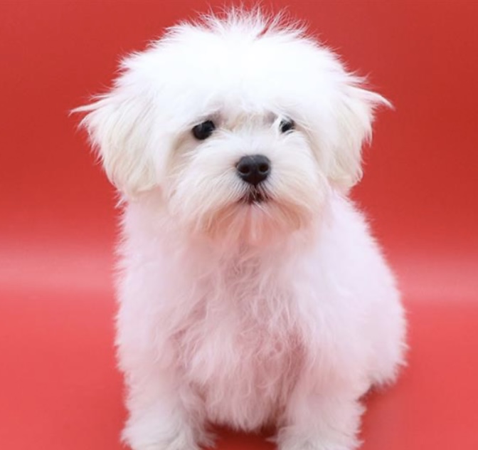 puppy, for, sale, Havanese, Nationwide Puppies  , dog, breeder, New York, NY, dog-breeder, puppy-for-sale, forsale, nearby, find, puppyfind, locator, puppylocator, aca