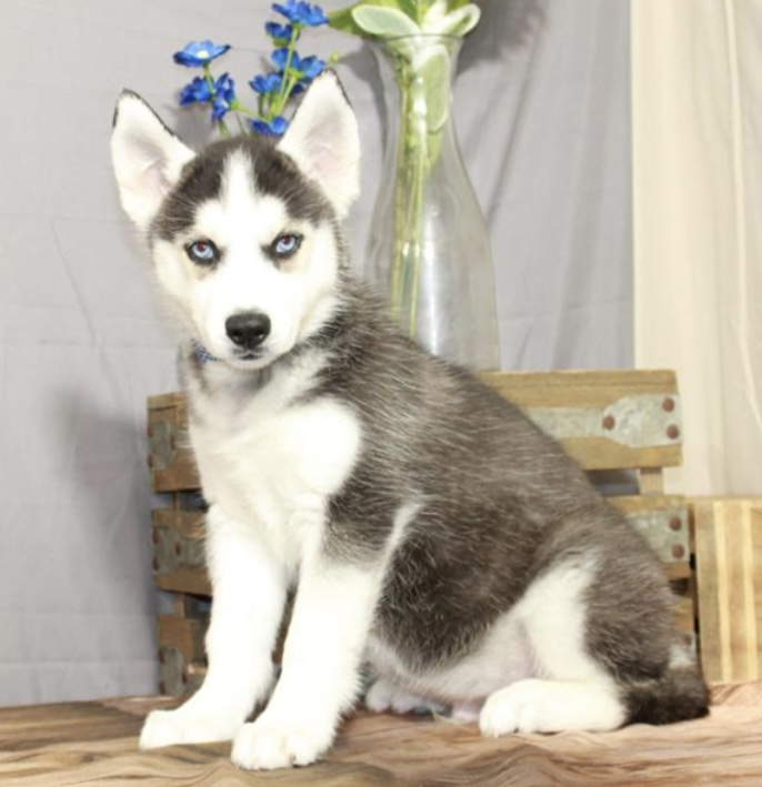 puppy, for, sale, Siberian Husky, Nationwide Puppies  , dog, breeder, New York, NY, dog-breeder, puppy-for-sale, forsale, nearby, find, puppyfind, locator, puppylocator, aca