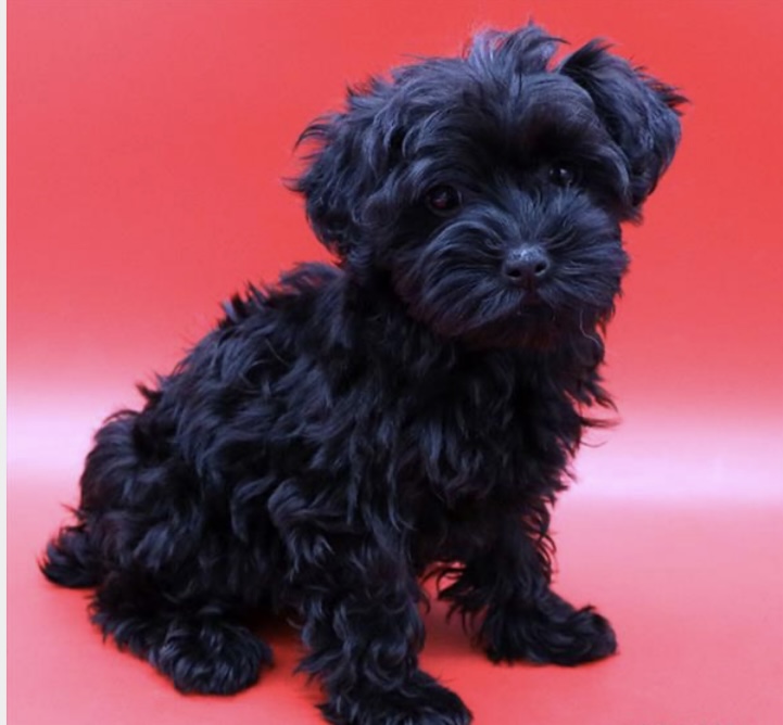 puppy, for, sale, Yorkiepoo, Nationwide Puppies  , dog, breeder, New York, NY, dog-breeder, puppy-for-sale, forsale, nearby, find, puppyfind, locator, puppylocator, aca